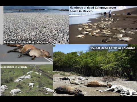 species now threatened with extinction