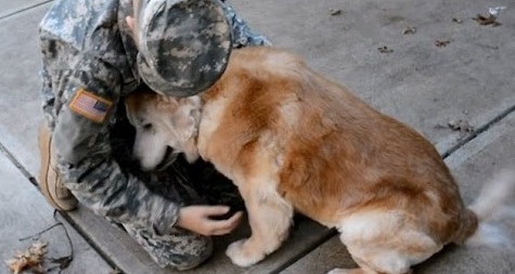 pets happy to see you