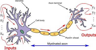 Neuron3