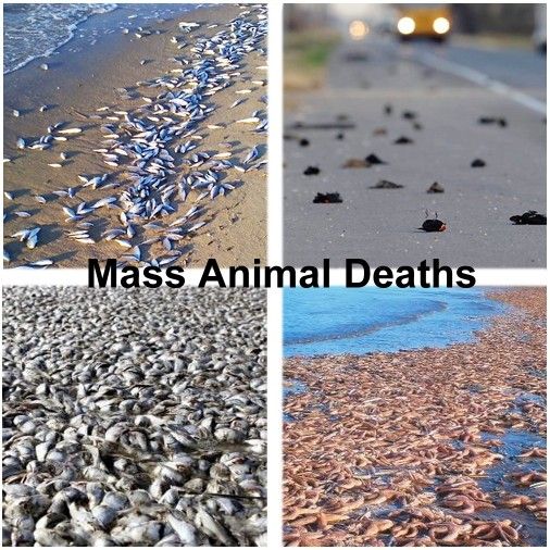 animal-die-offs