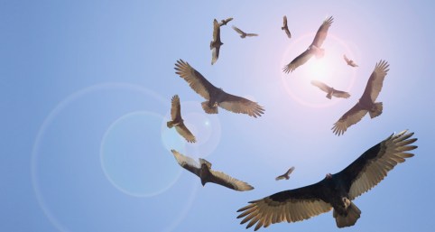 vultures-circling