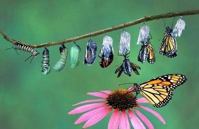 metamorphosis -butterfly