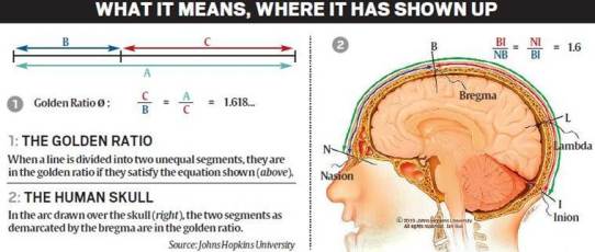 Golden ratio observed in human skulls