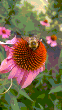 Flowers and Bees ani