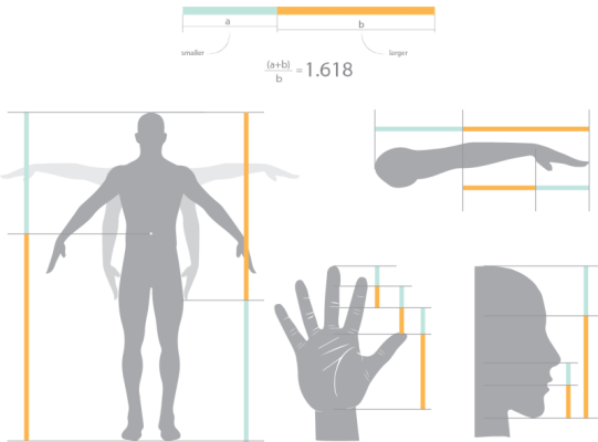 golden ratio humans - 1