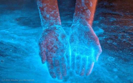 Bioluminescent water in the Netherlands