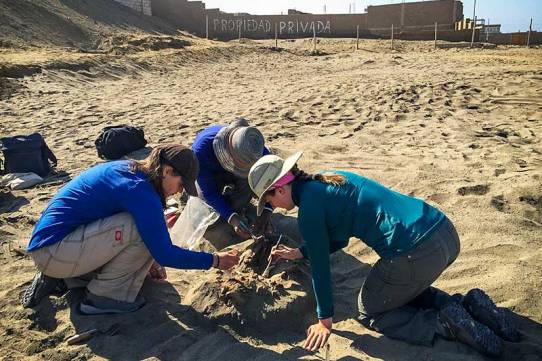 anthropologists in a new assessment of the demise of the coastal Peruvian people