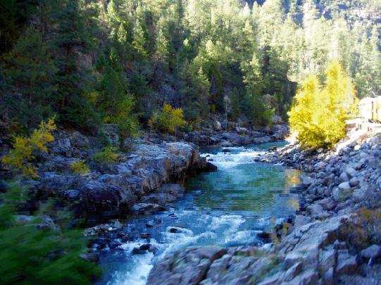 tree planted by water ani